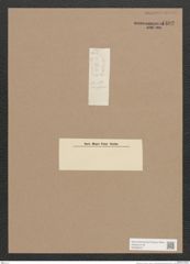 Navicula sp. (de-Toni-Nr.: Genus 1) Zeichnungen Sammlung Grunow Nr. 1402 (NHMW-BOT-W0368372)